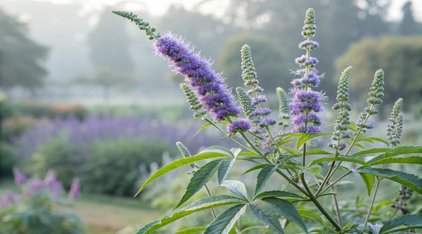Mönchspfeffer in den Wechseljahren: Natürliche Hilfe bei Beschwerden?