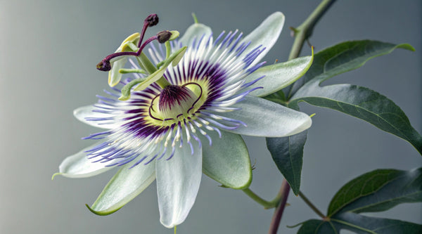 Ist die Passionsblume schädlich für die Leber?