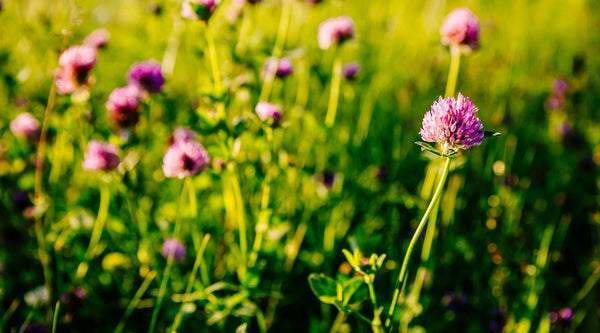 Rotklee: Wirkung und Anwendung in den Wechseljahren