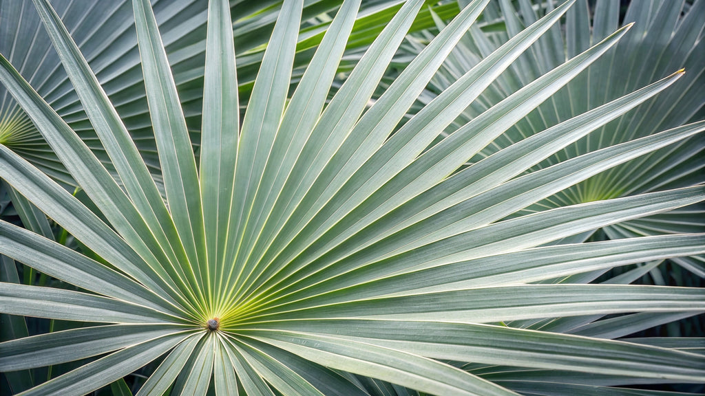 Die Wirkung der Sägepalme: Ein natürlicher Helfer für die Prostata?