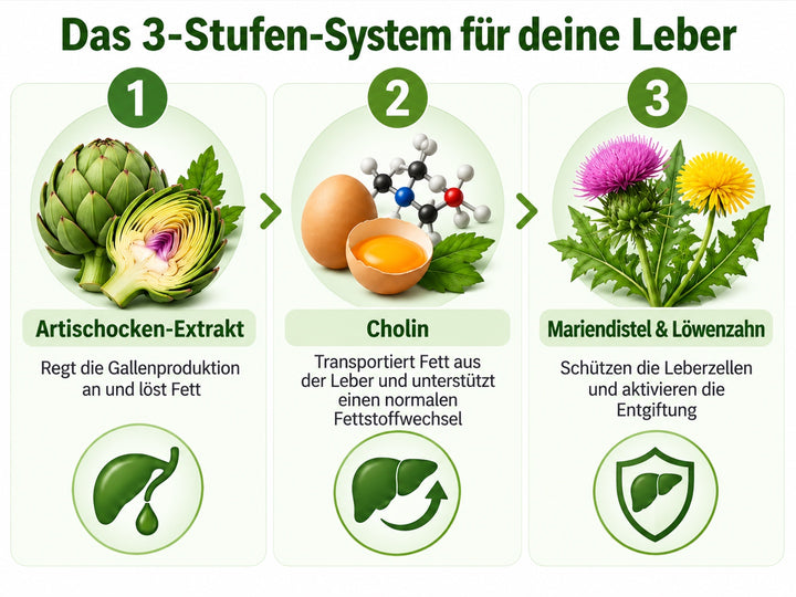 Das 3-Stufen-System für deine Leber